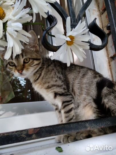 Котенок 3 мес