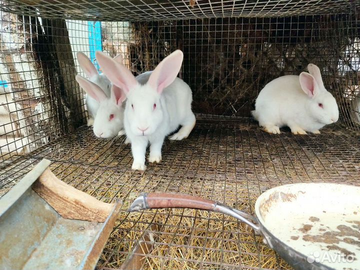 Кролики белый паннон