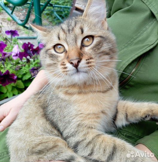 Ловчий молодой котик