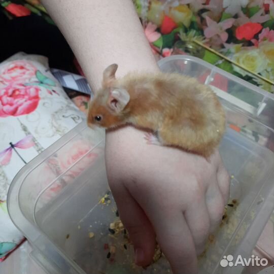 Хомяк-девочка. Джунгарик и сирийский