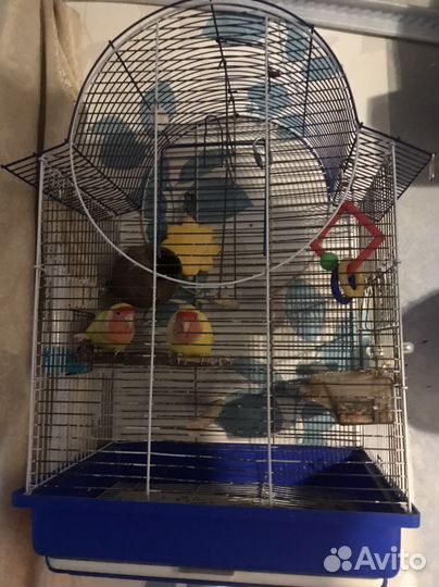 Попугаи Неразлучники с клеткой