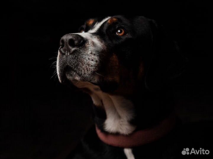 Вязка зененнхунд