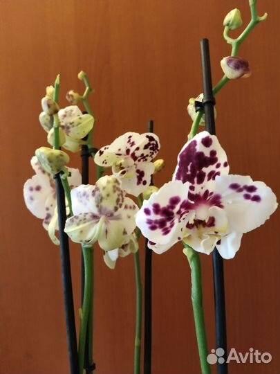 Орхидея фаленопсис Марракеш бабочка 3 ствола