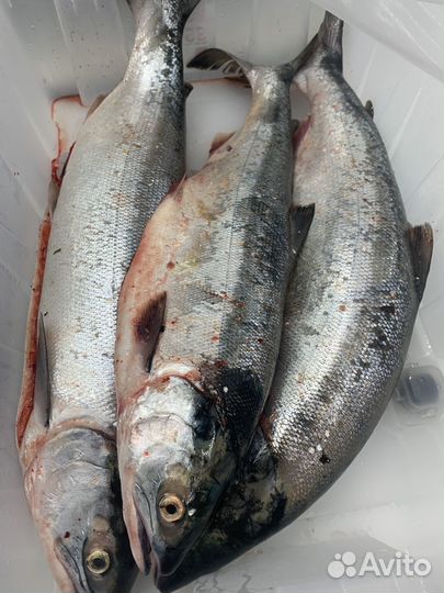 Чавыча свежая