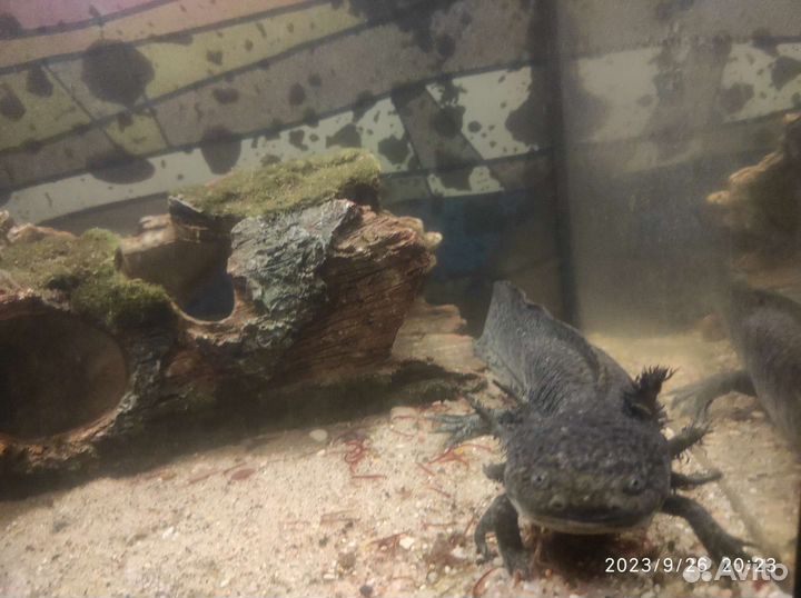 Продам гуппи