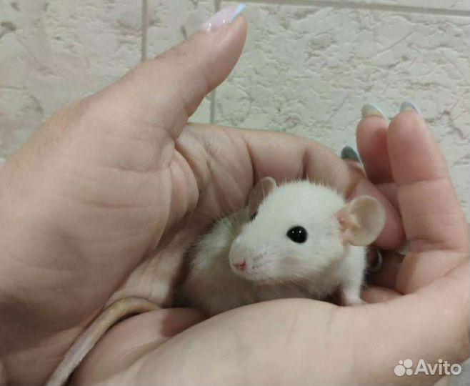 Крыса, крысята-дамбо