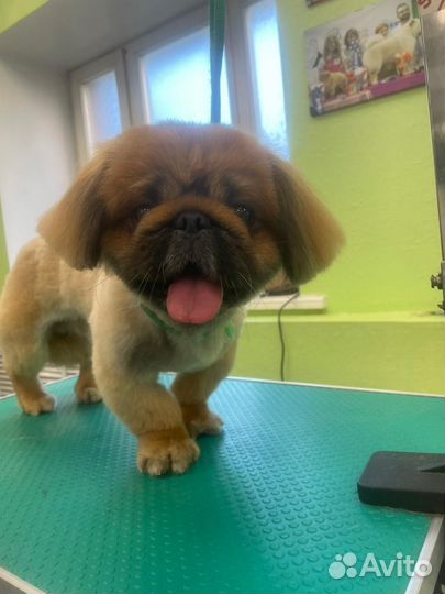 Стрижка собак и кошек