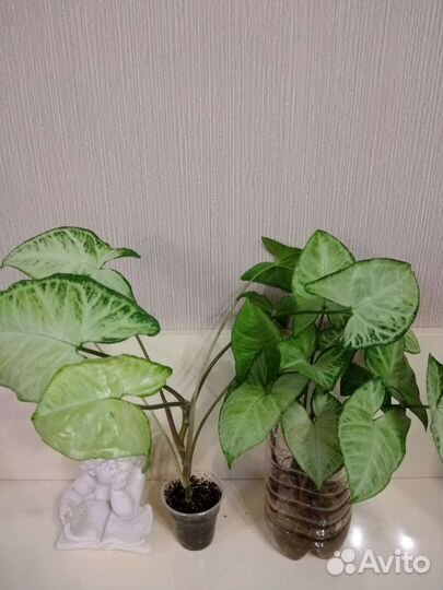 Сингониумы