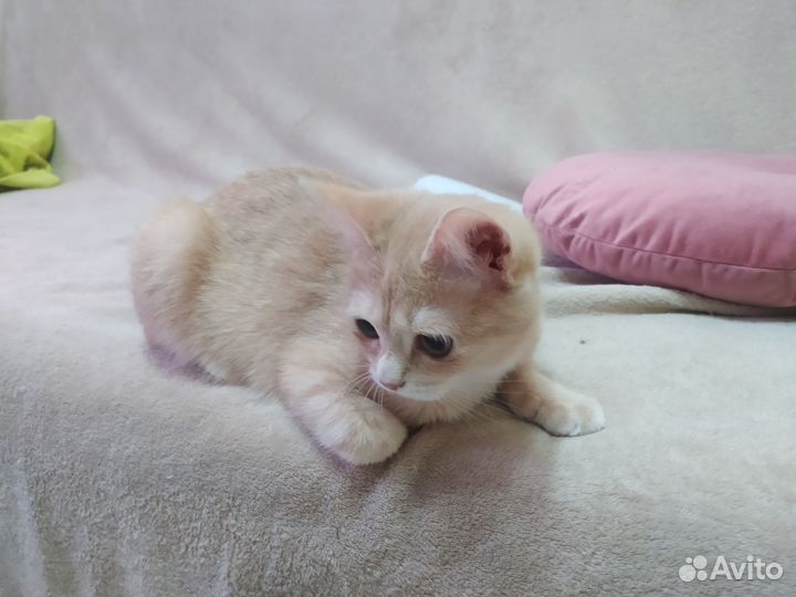 Кошечка в добрые руки