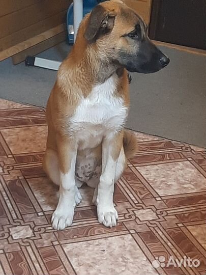 Собака в добрые руки