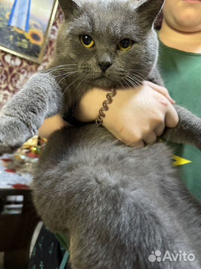 Кошк на вязку