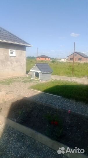 Собачья будка