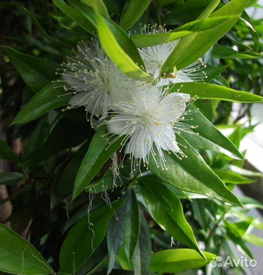 Сортовые мирты,лума