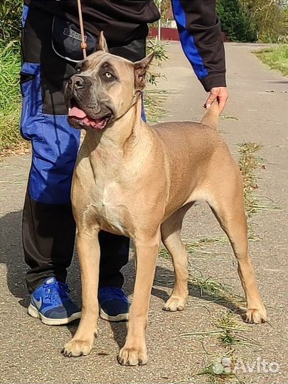 Подрощенная девочка