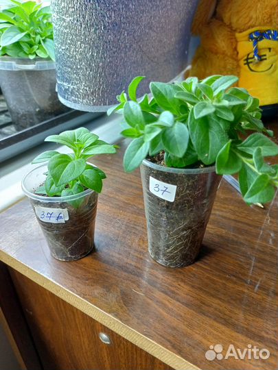 Цветущие растения