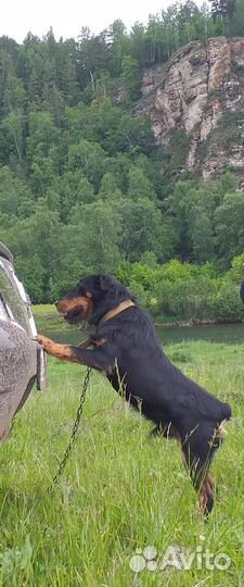 Щенки ягдтерьера