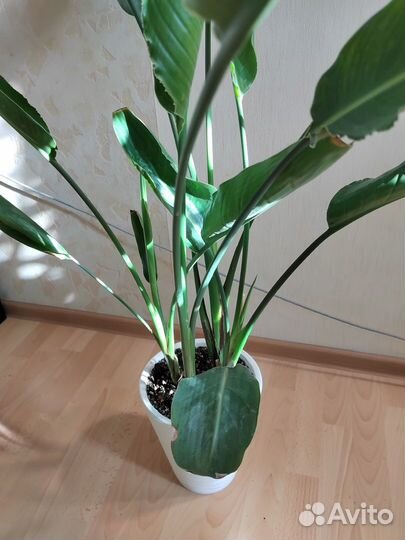 Драцена душистая, Стрелиция Королевская