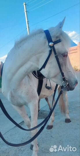 Чубарая кобыла