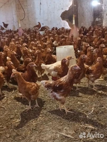 Цыплята куры несушки ломан браун