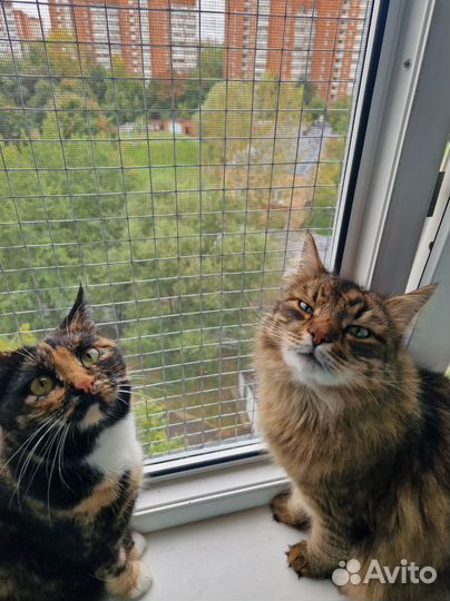 Домашняя передержка кошек