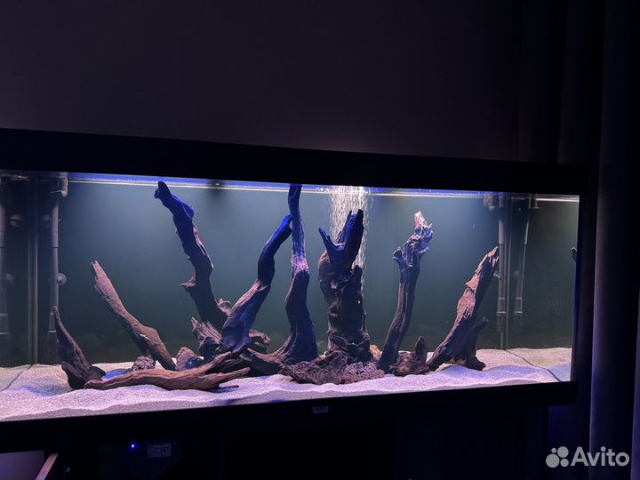 Коряга мангровая