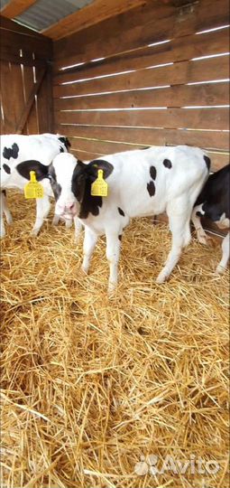 Телята Бычки мясного направления