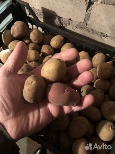 Продам картофель