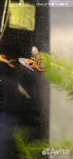 Гуппи эндлера