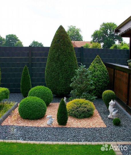 Саженцы туи брабант холмстрап спиралис