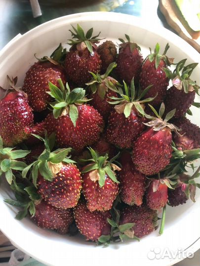 Рассада клубники купчиха