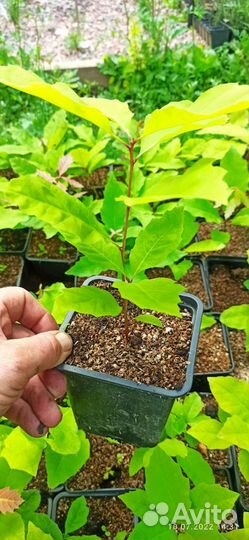 Саженцы дуба красного 2022 года