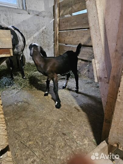 Продам Англо нубийский козочку