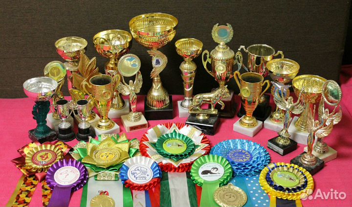 Хендлер, кинолог, показ собак на выставках