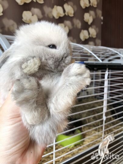 Карликовый кролик минилоп