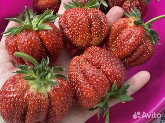 Рассада клубники Машенька (усы)