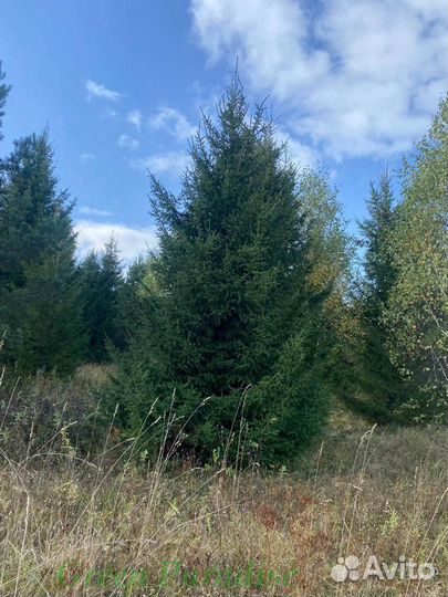 Ель обыкновенная