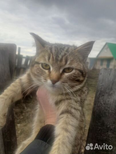 Кот ищет семью