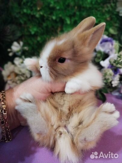 Ручные карликовые кролики без посредников