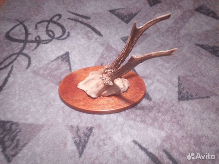 Рога касули