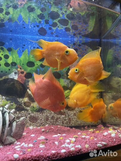 Рыба попугай цихлиды аквариум