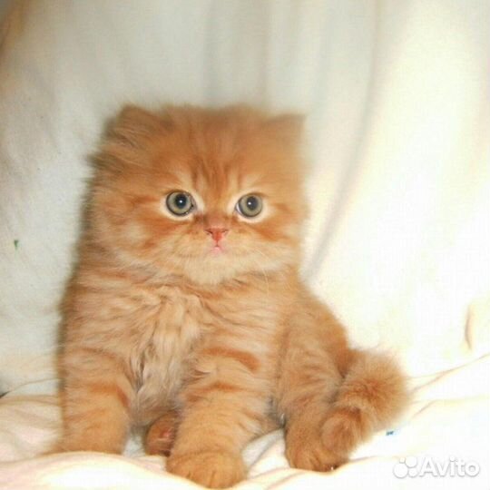 Британские котята короткошерстные