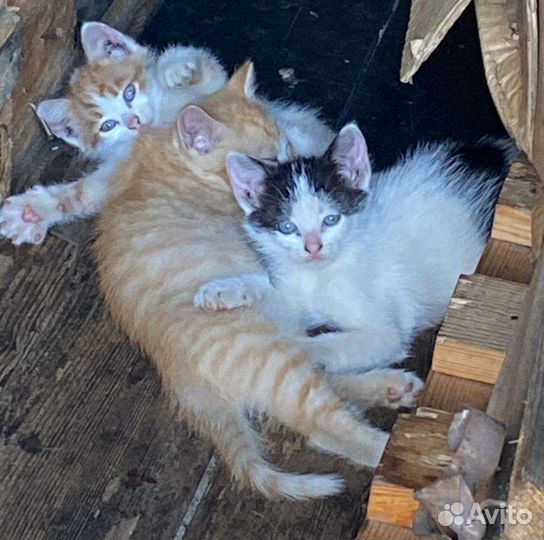 Котята в добрые руки