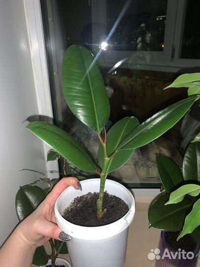 Фикус крупнолистовой