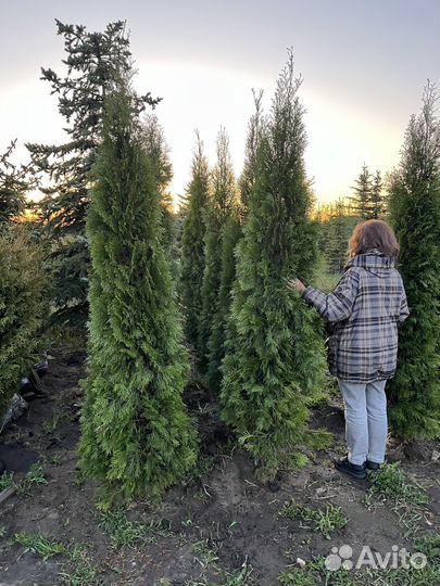 Туя смарагд 2,2м