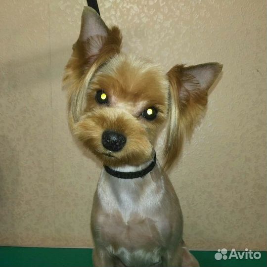 Груминг Стрижка собак кошек