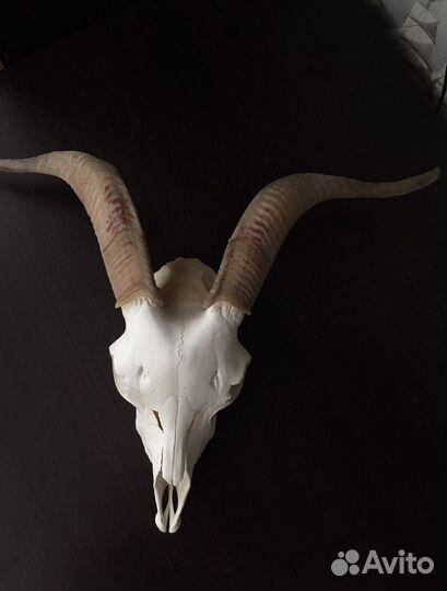 Череп козла