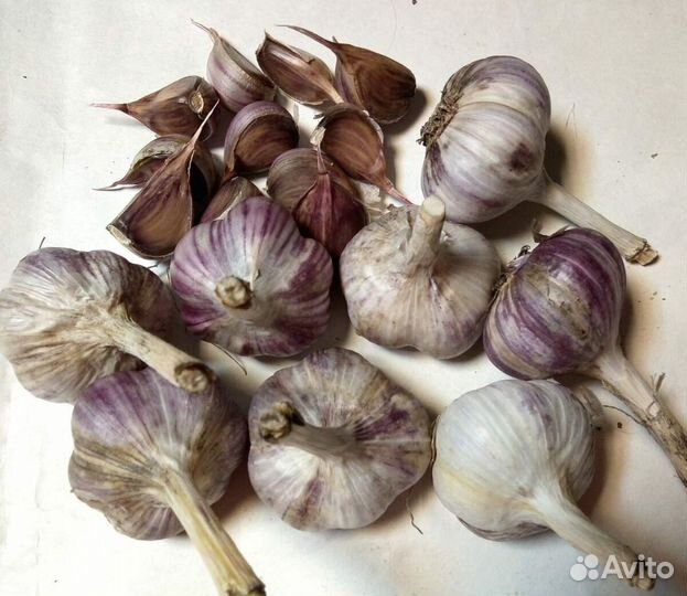Чеснок озимый