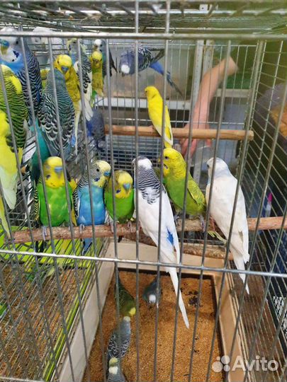 Волнистый попугай самка самец