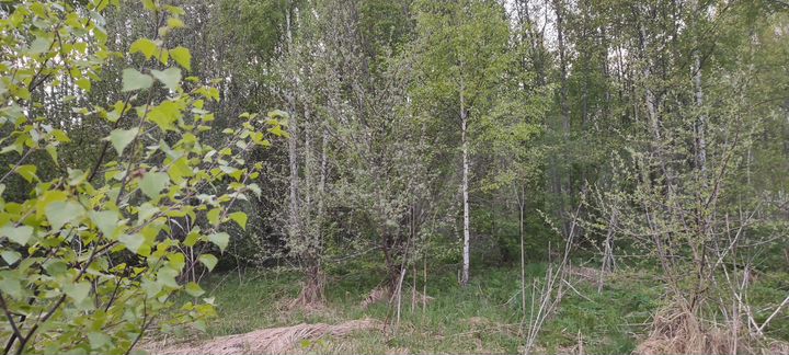 Участок 14,8 сот. (ИЖС)