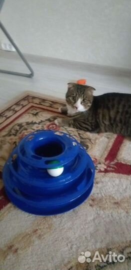 Отдам в добрые руки замечательного кота